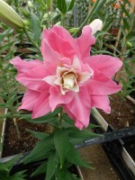 [5633 VH63 Dreamline No02.JPG]